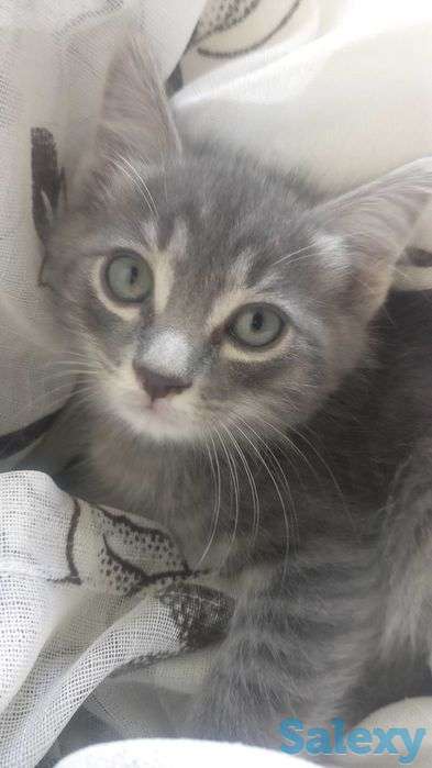 Отдам котят в заботливые руки, фотография 6