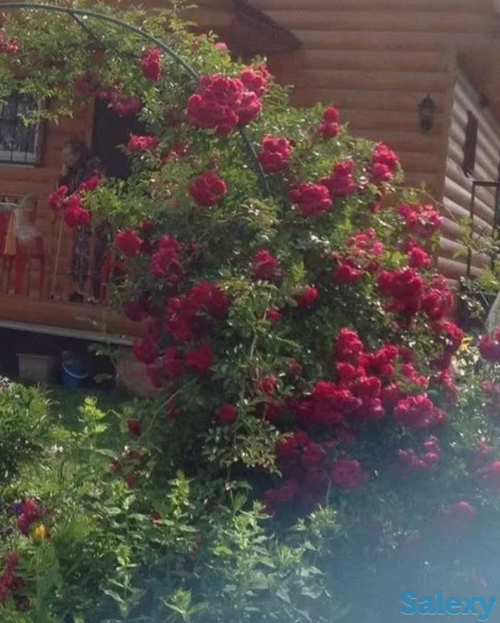 Саженец розы (вьющаяся). Казахстан, фотография 3