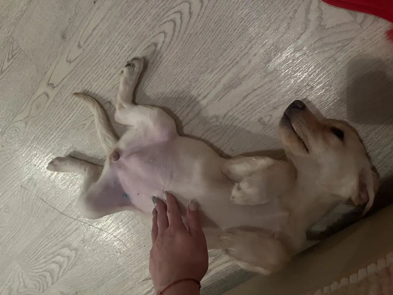 Продам лабрадора 2,5мес., фотография 4