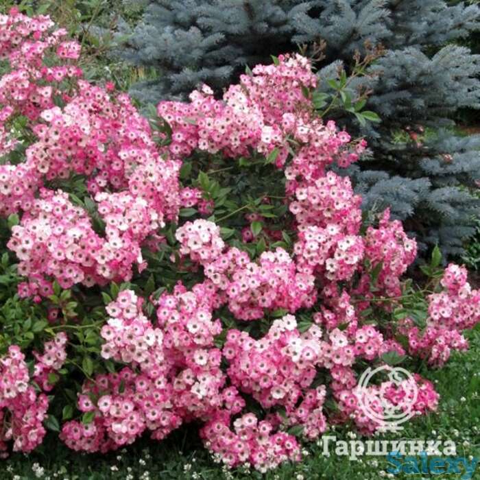 Роза моцарт кустарниковая, тантау, фотография 1