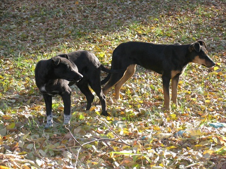 отдам собаку, фотография 1