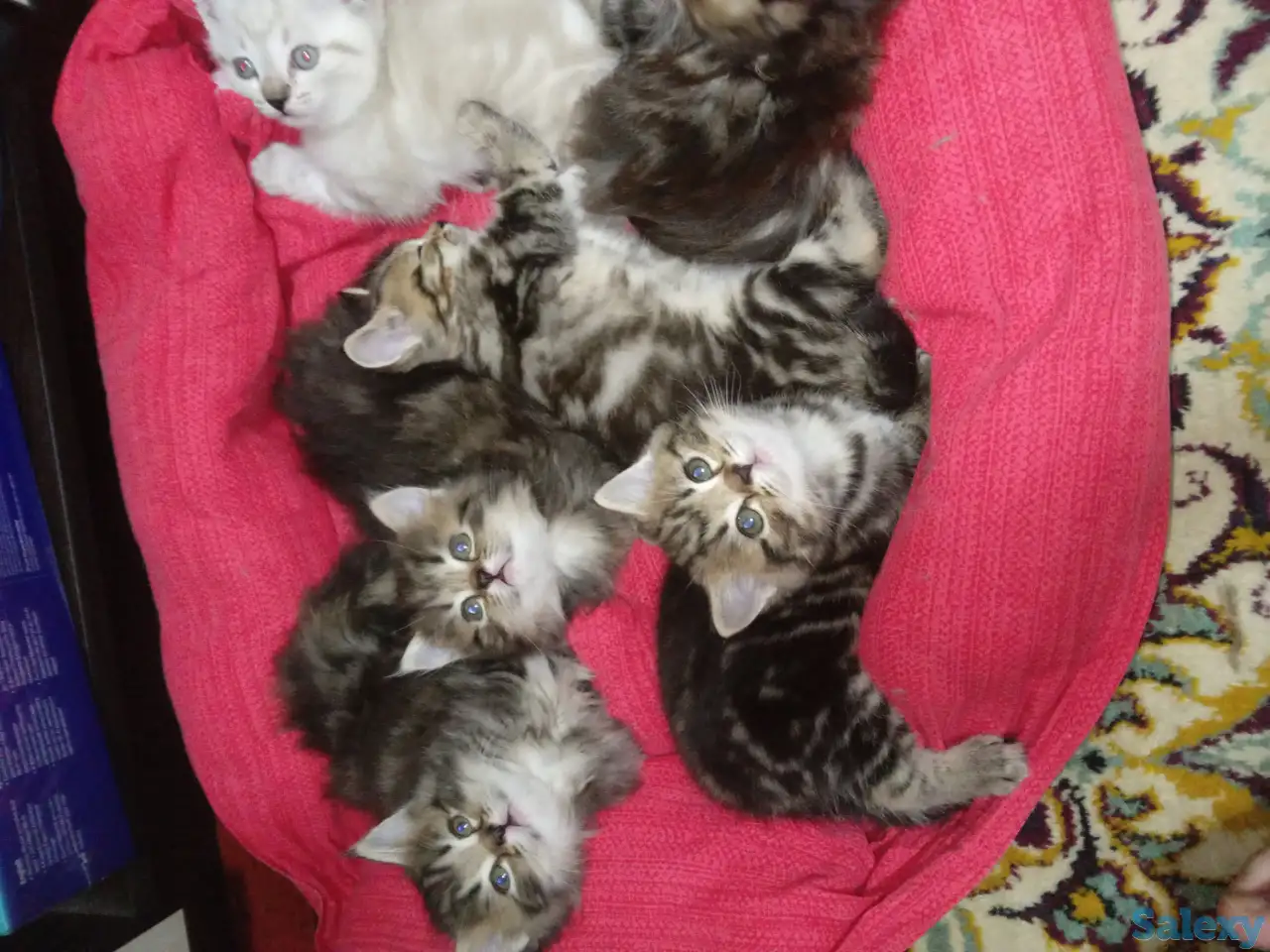 Котята, фотография 1