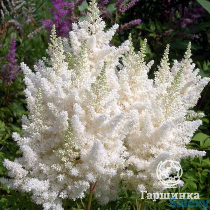 Астильба арендса Браутшлеер, фотография 1