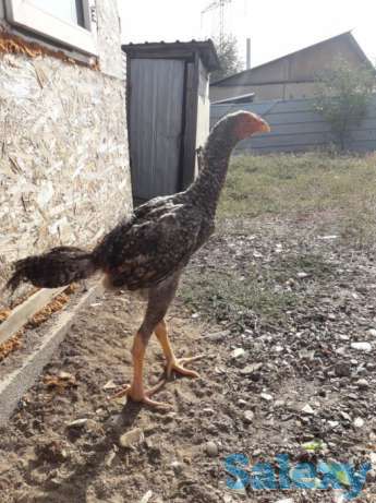 Дакан, фотография 1