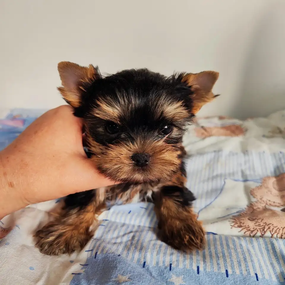 Продаются щенки йоркширского терьера, фотография 4