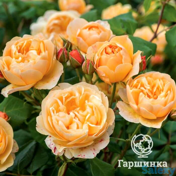 Роза роальд даль, д.остин кустарниковая, фотография 1