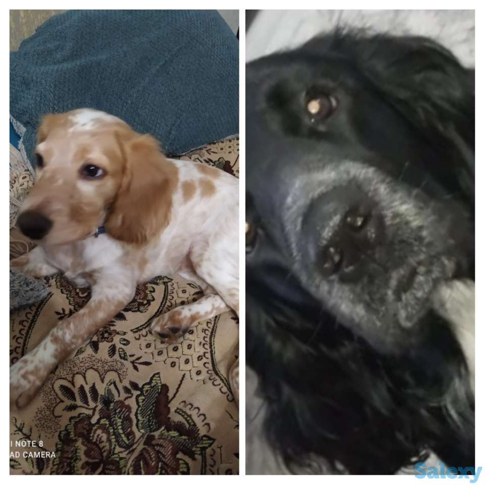 Русский спаниель, фотография 1