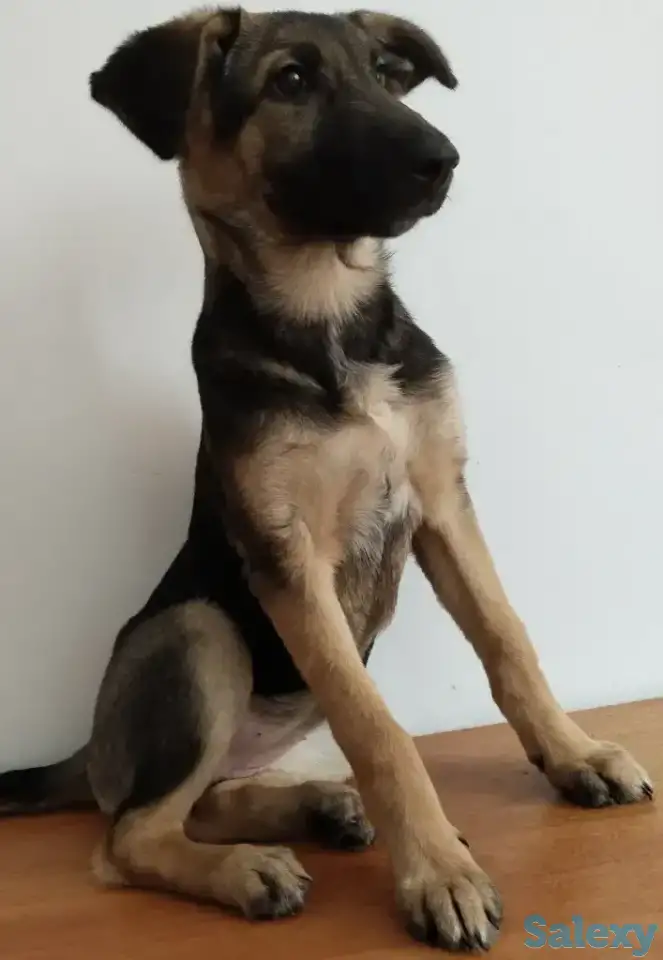 Отдам щенка бесплатно, фотография 3