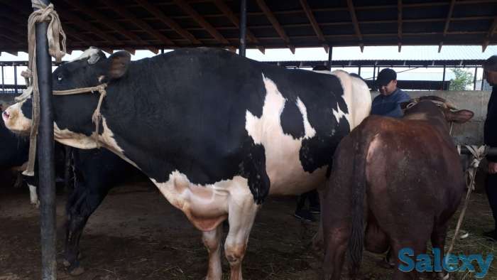 Самый крупный бык в Казахстане, фотография 3