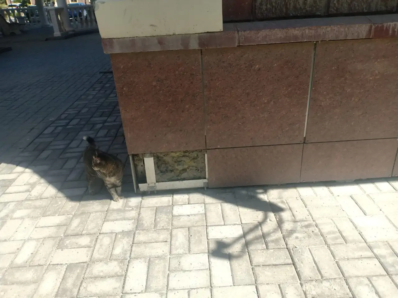 Пропала кошка, фотография 3