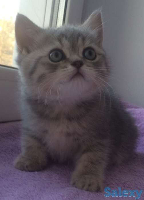 шотландский котенок, фотография 11