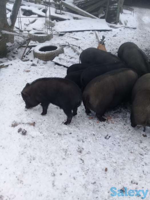 Вьетнамские свинки, фотография 2