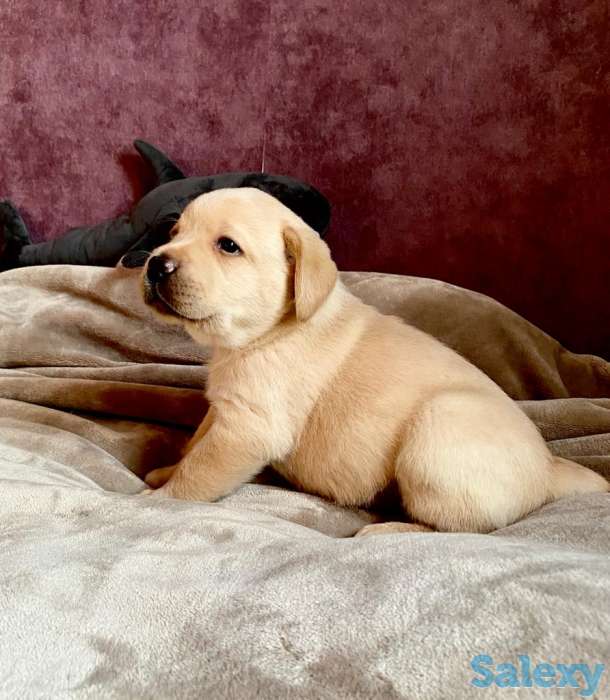 Продам щенков лабрадора ретривера, фотография 1