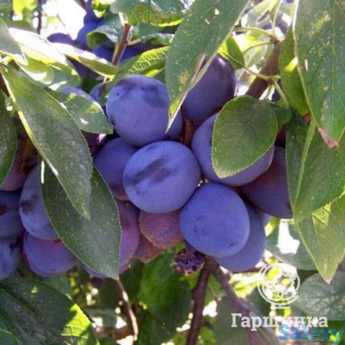 Слива смолинка, фотография 1