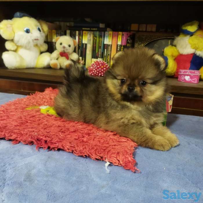 Щенок померанского шпица, девочка., фотография 2