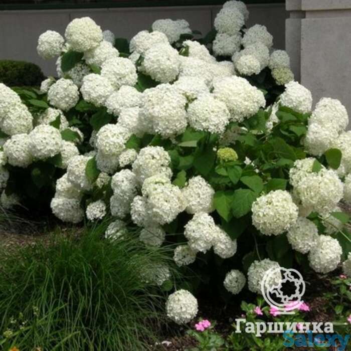 Гортензия анабель, фотография 1