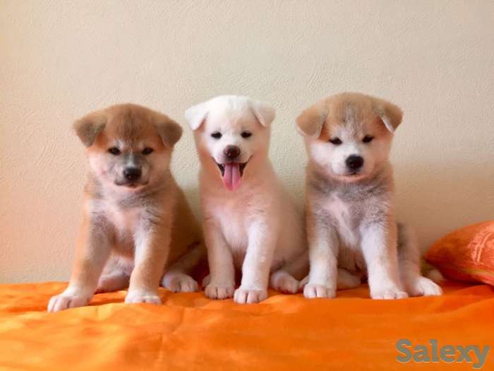 Щенки акита, фотография 3