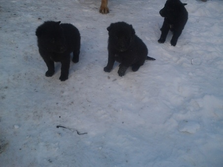 продам щенков авчарки, фотография 2