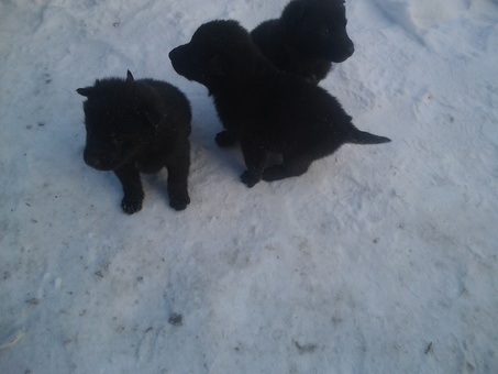 продам щенков авчарки, фотография 3