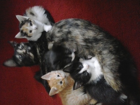 отдам котят, фотография 1