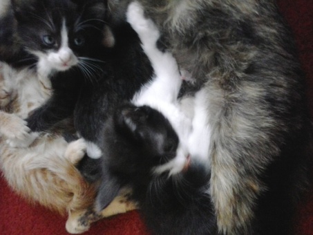 отдам котят, фотография 3