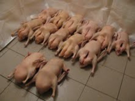 Гуси домашние, фотография 1