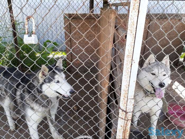 Продам хаски пару за 30000тыс продам только парой, фотография 3