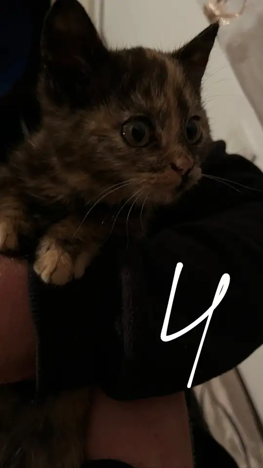 6 котят Девочки Есть домашнюю еду молококорм приучена к лоткуигривыемышеловки, фотография 4