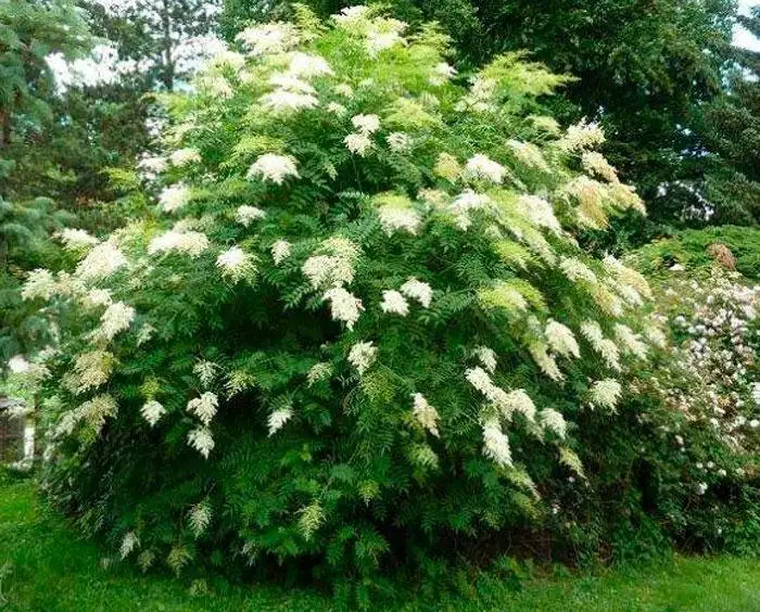 продаю лилию Марлен, кипрей, многолетние цветы, малину, вишню, сливу и др., фотография 6