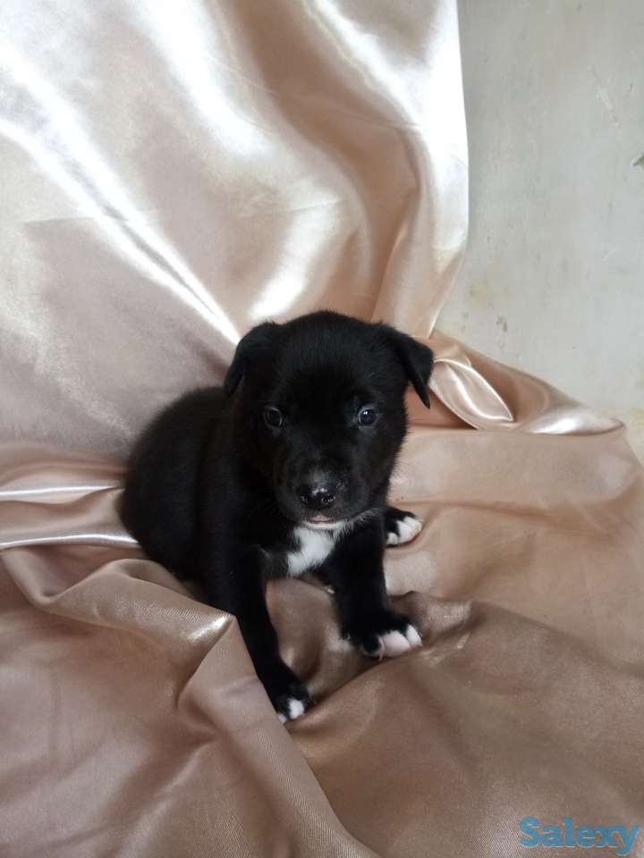 Открыт резерв щенков американского питбуль терьера, фотография 4