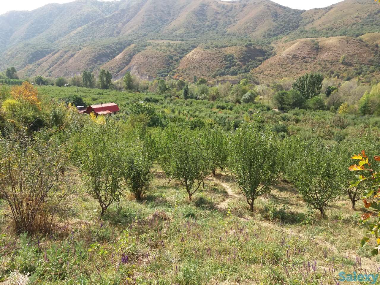 Плодовый сад, КХ, фотография 3