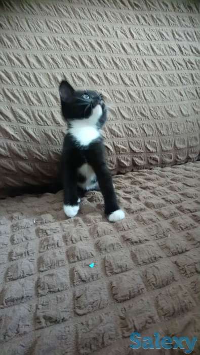 Отдам котят, фотография 2
