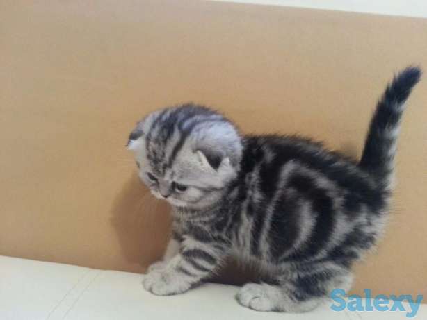 Кош вислоухая, фотография 1