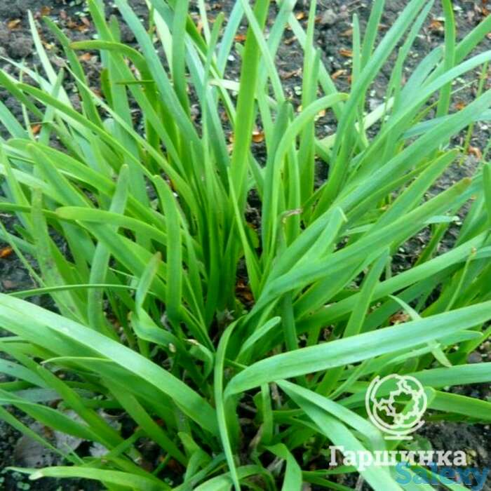 Семена Лук Душистый Ароматный, фотография 1