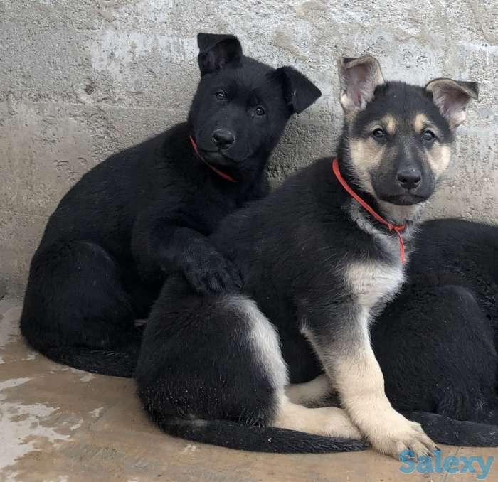 Продаются щенки ВЕО, фотография 8