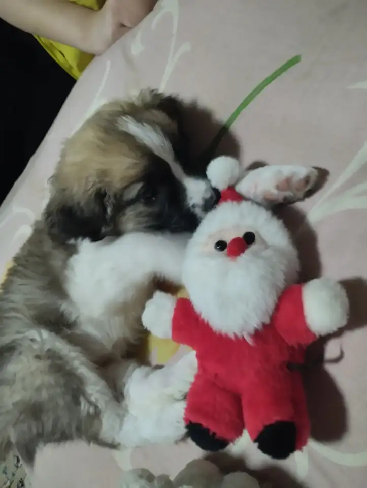 Продам щенка девочку чисто кровная, с документами привитая, Московская сторожевая, фотография 1