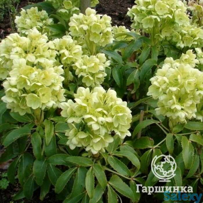 Морозник падуболистный, фотография 1