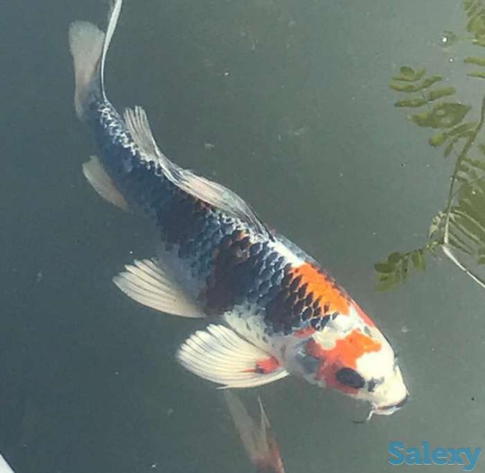 Аквариум обслуживание в Алматы, фотография 4