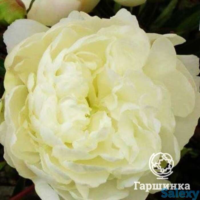 Пион мисс келли, фотография 1