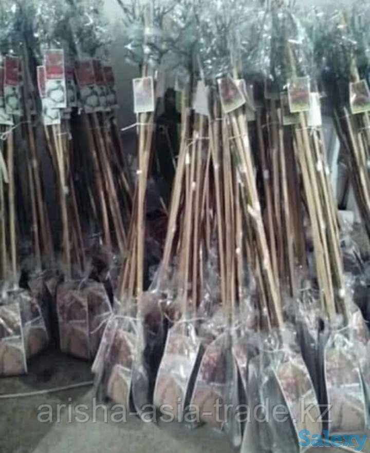 Саженцы роз ( штамбовые). Сербия, фотография 4