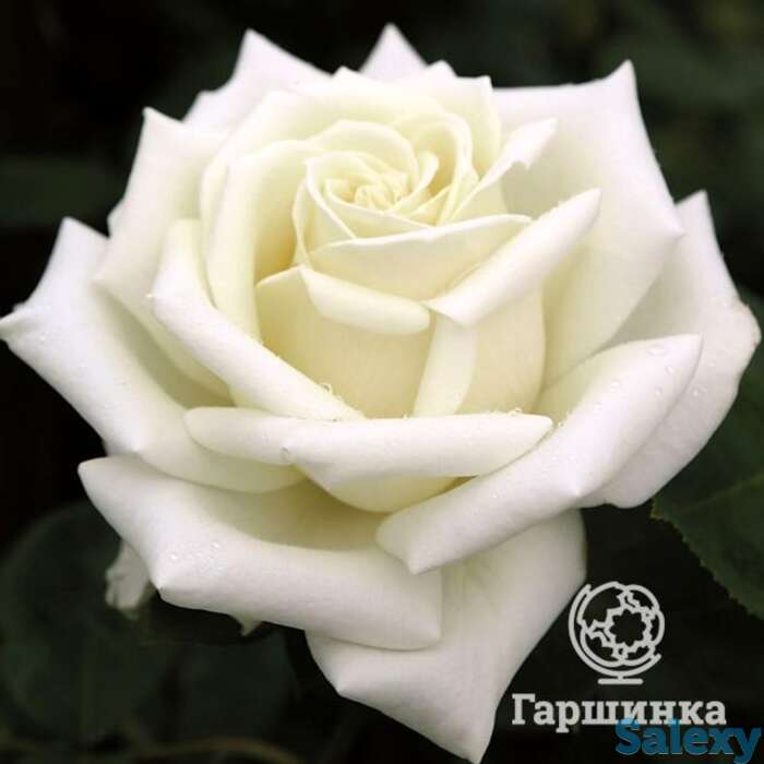 Роза поларстерн чайно-гибридная, топалович, фотография 1