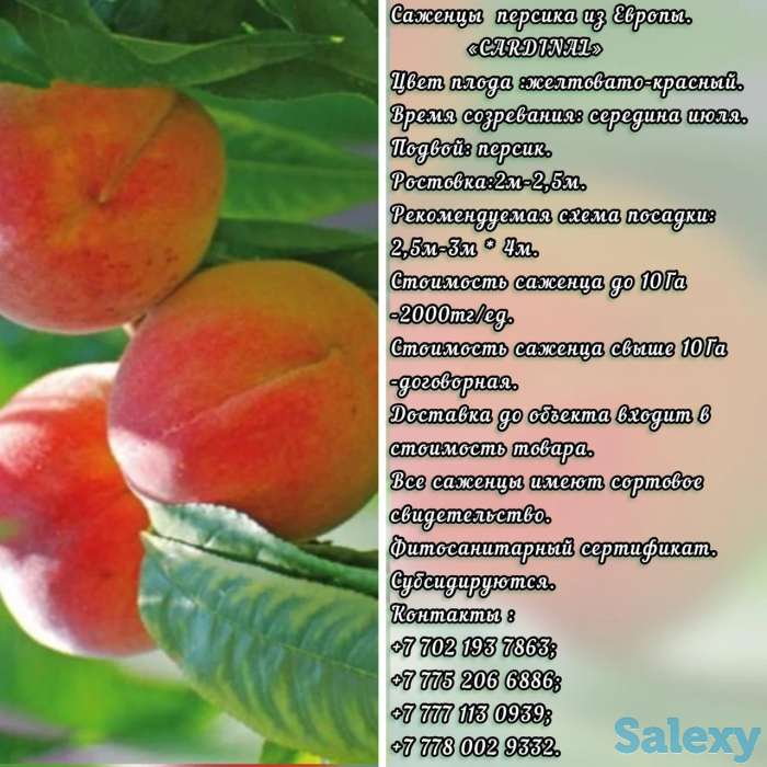 Саженец персика Cardinal (Кардинал) Сербия, фотография 1