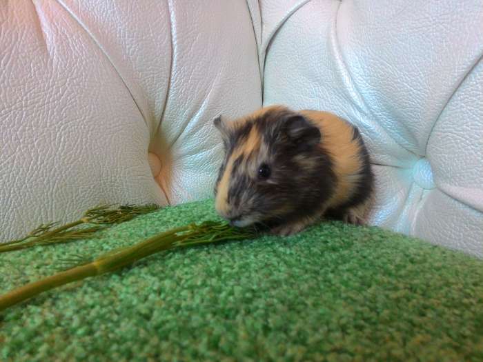 Морские свинки, фотография 4