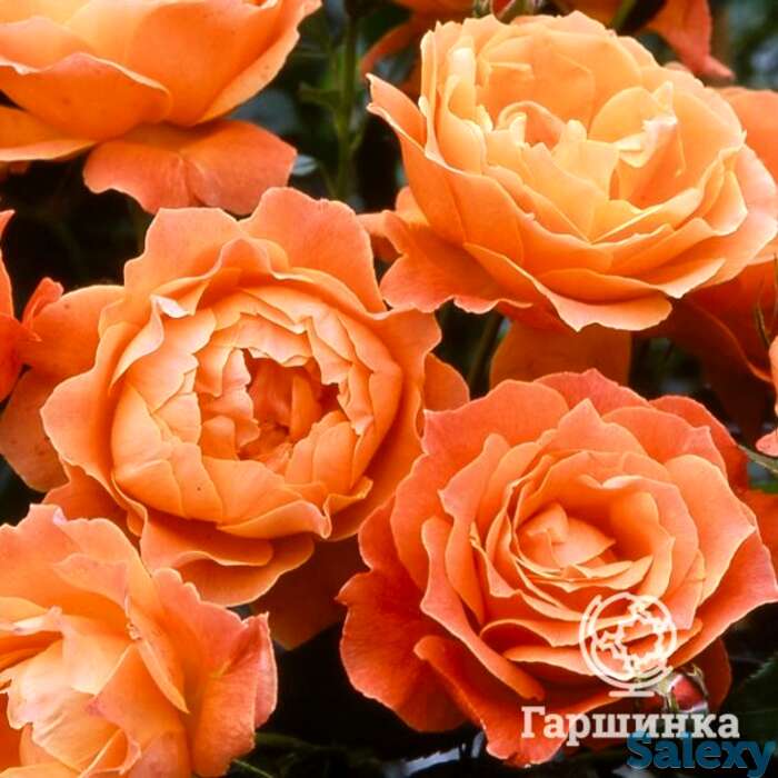 Роза феллоушип на штамбе 110см, фотография 1