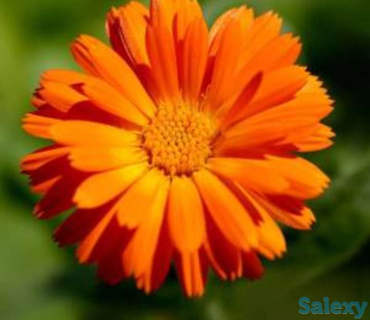 Семена Календула лекарственная ,РСТ, Россия, фотография 1