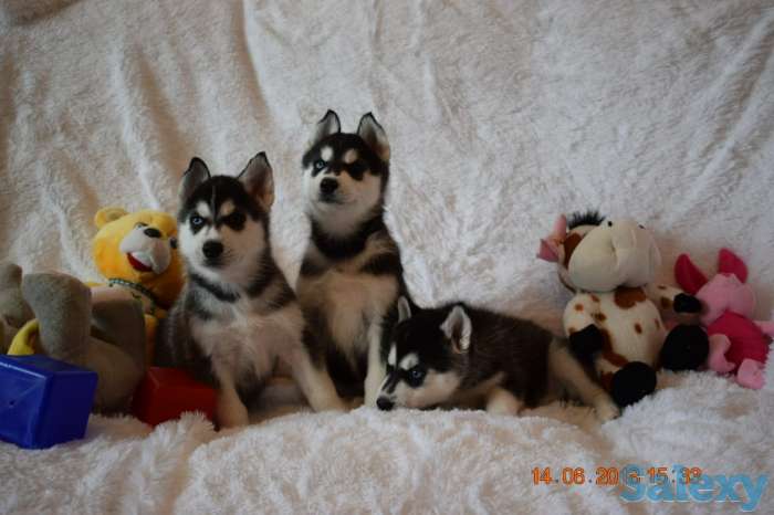 Сибирские хаски, фотография 4