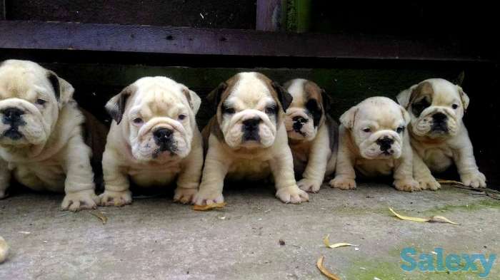 Бульдожье счастье.Только Любящим и Ответственным, фотография 1