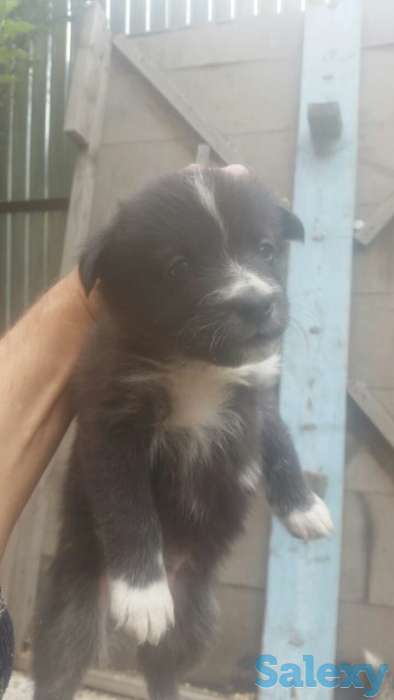 отдам щенка, фотография 1