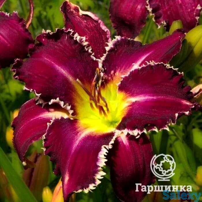 Лилейник тус, фотография 1