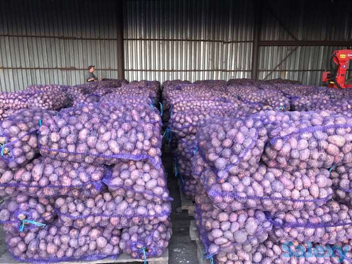 Продажа Картофеля Гала и Ред Леди 9.50 руб., фотография 4